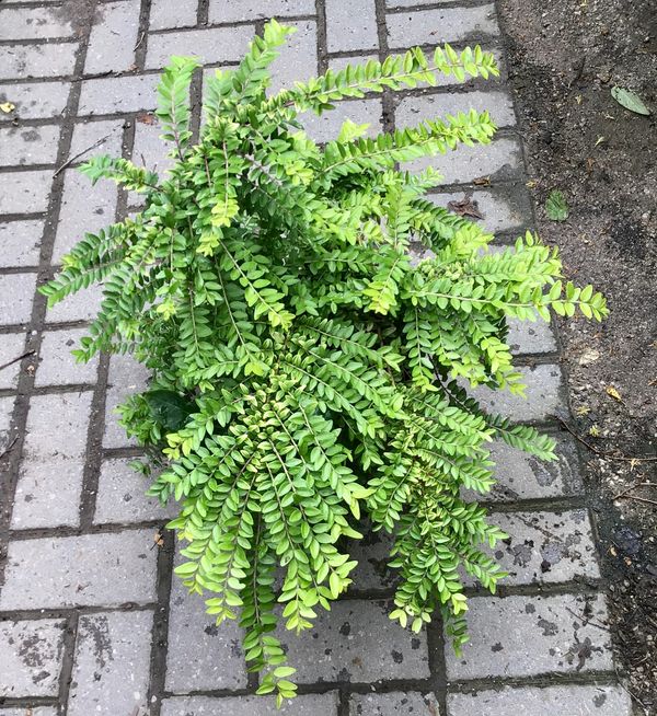 Thunderbolt Box Honeysuckle