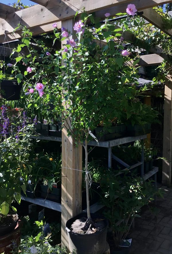 Rose of Sharon ‘chiffon lavender’ Tree