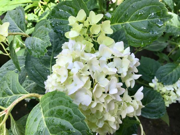 Blushing Bride Hydrangea
