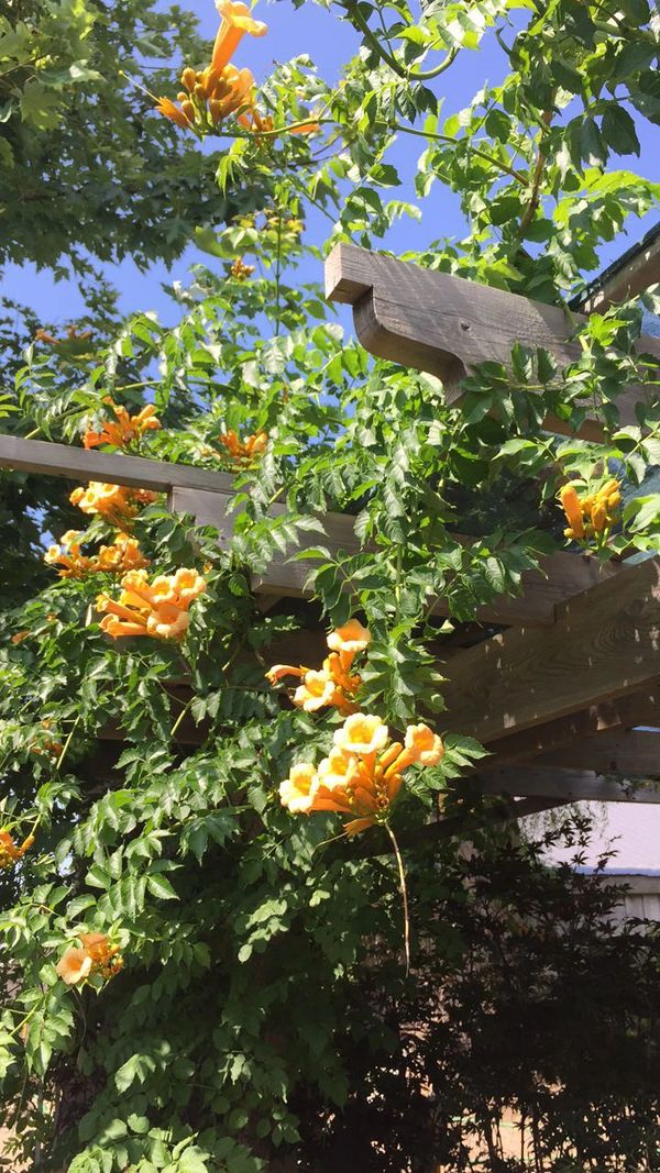 Flava Trumpet Vine