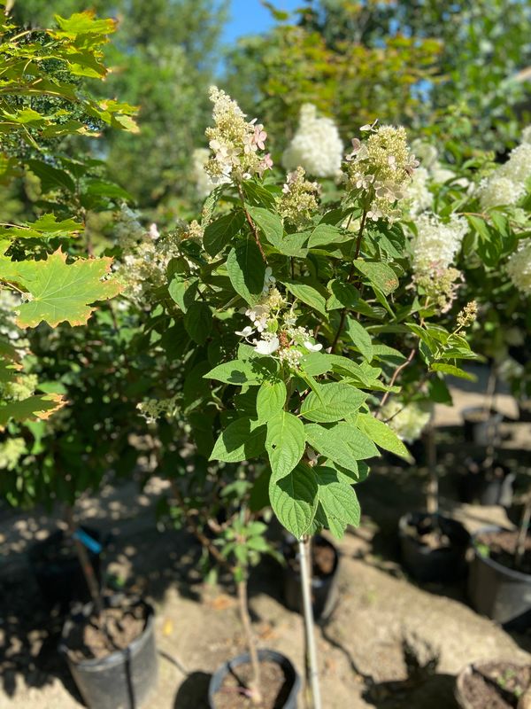 Pink Diamond Hydrangea Std.