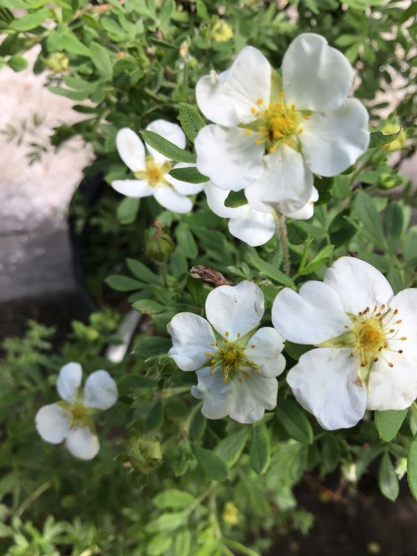 Abbotswood Potentilla