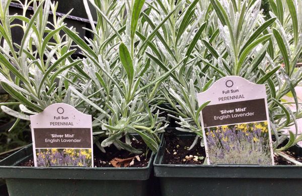 Silver Mist English Lavendar
