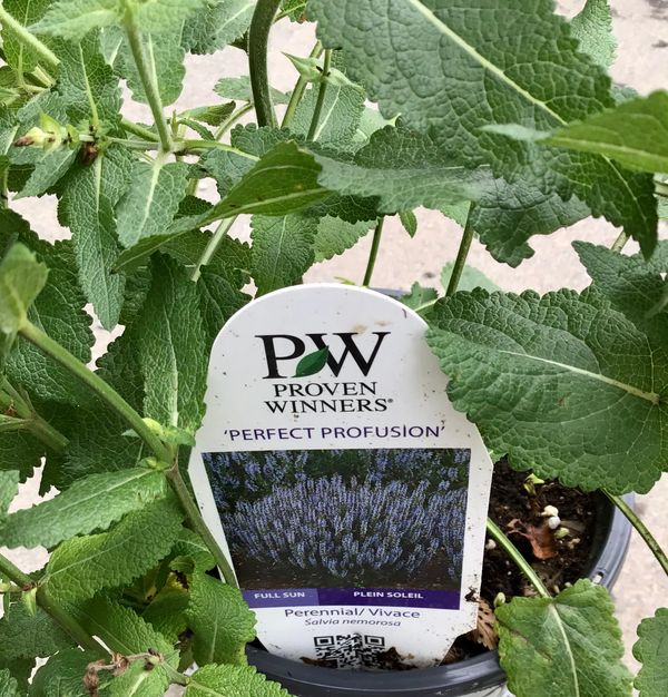 Salvia Perfect Profusion