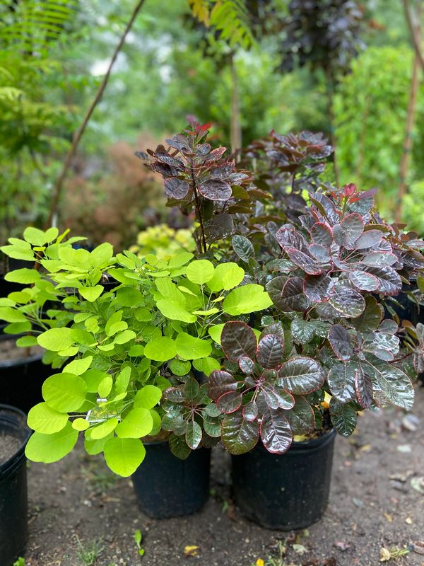 Left: ‘Golden Spirit‘ Smoke Bush
Right: ‘Royal Purple’ Smoke Bush