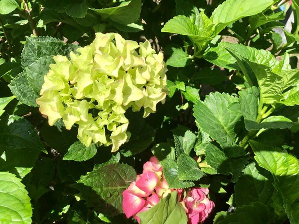 Everlasting Hydrangea: Ocean For sale