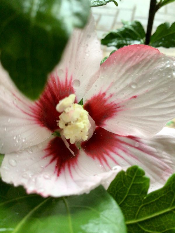 Hamabo Rose of Sharon