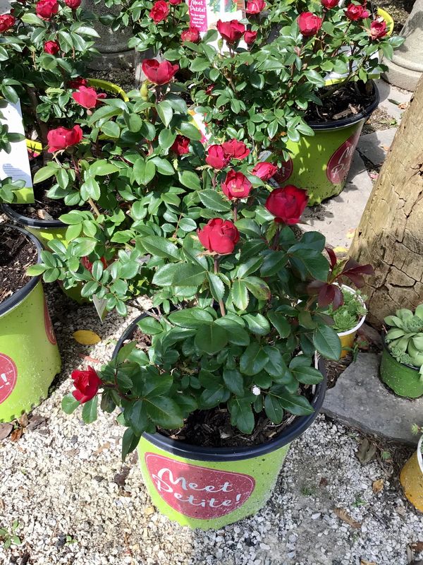 Petite Knock Out Rose