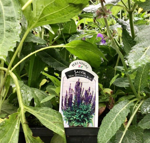Salvia New Dimension Blue