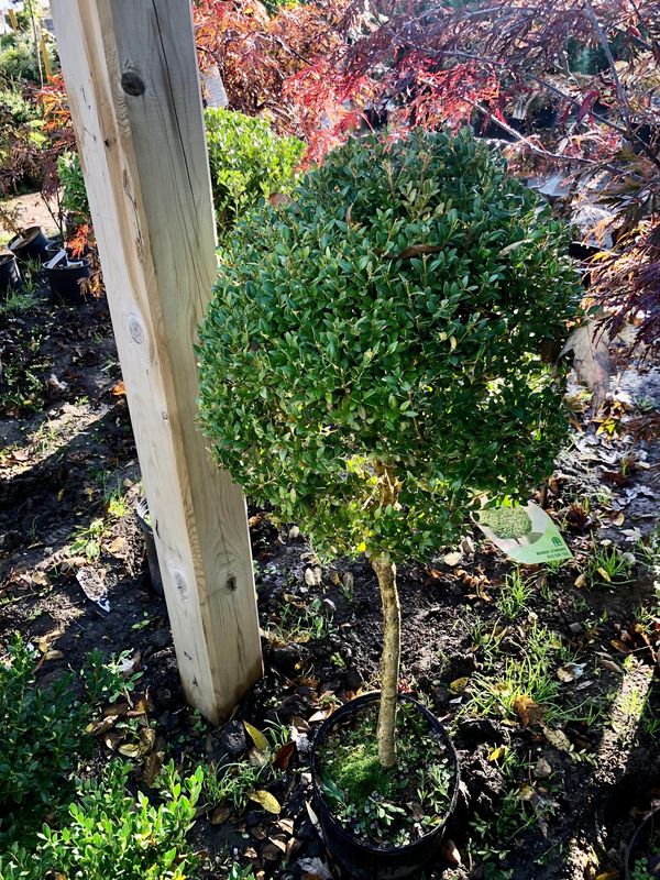 Standard Boxwood
