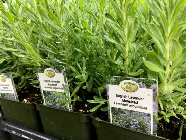 English Lavendar Munstead