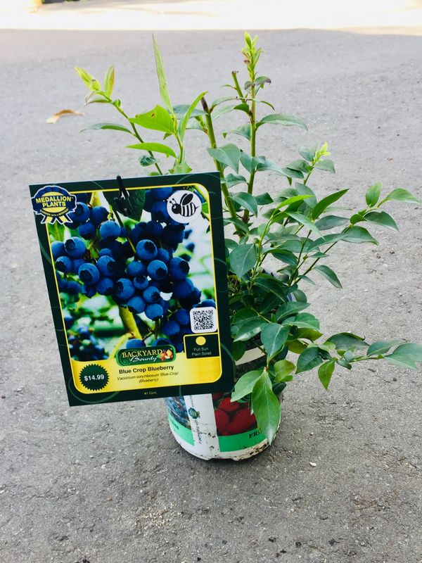 Blue Crop Blueberry