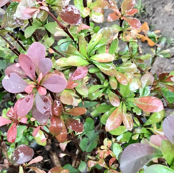 Cherry Bomb Japanese Barberry