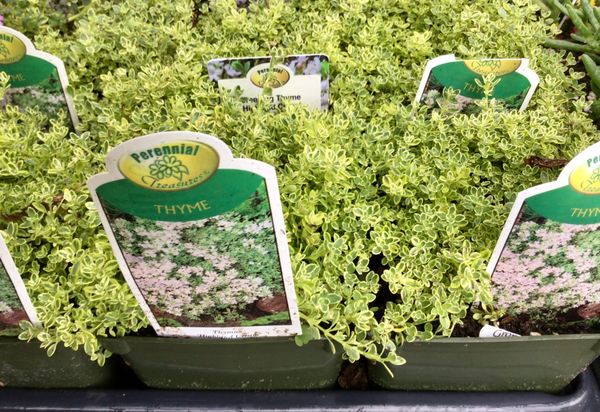 Variegated Thyme