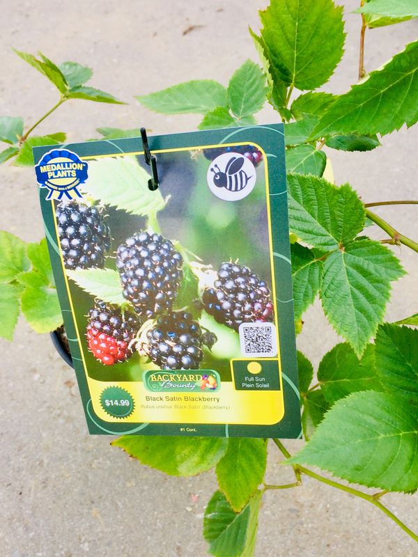 Black Satin Blackberry