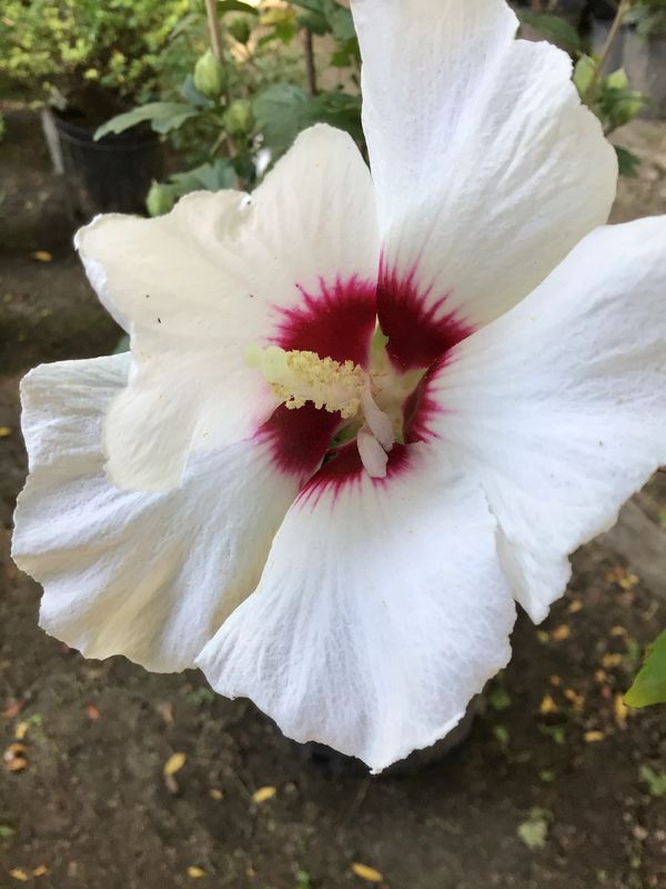 Rose of Sharon ‘Helene’ shrub