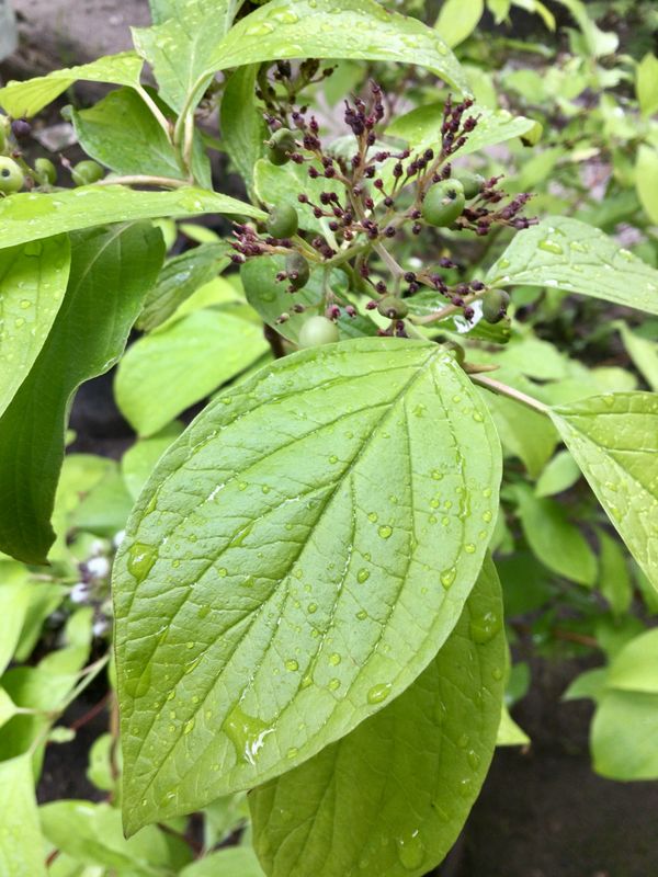 Golden Prairie Fire Dogwood