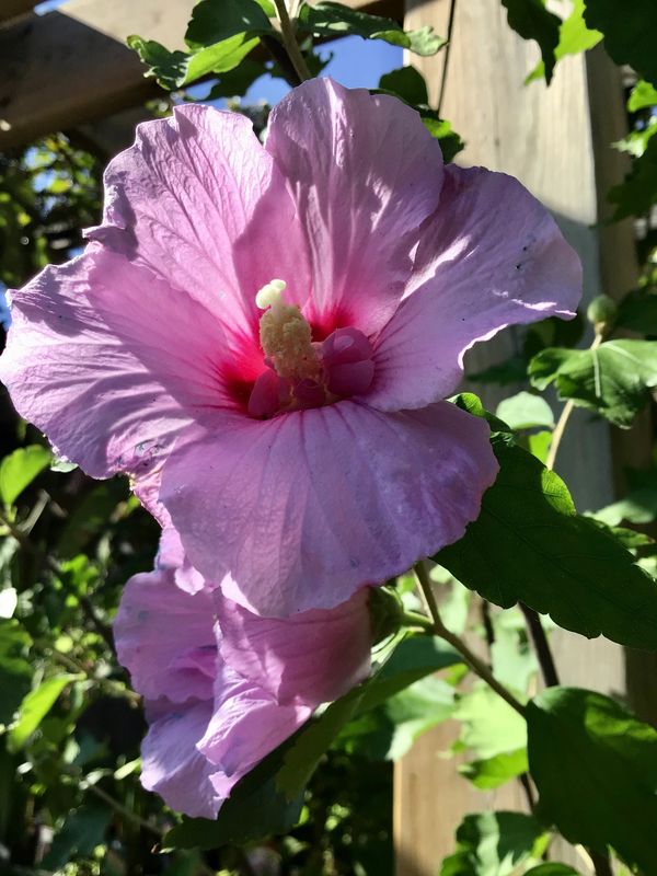 Rose of Sharon ‘chiffon lavender’ tree