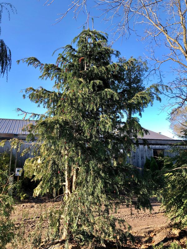 Taxus baccata 'Dovastoniana'