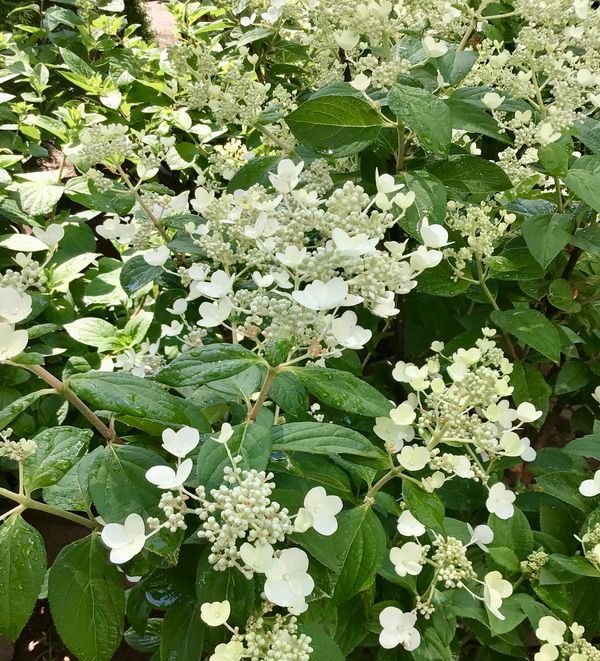 Little Quick fire hydrangea for sale