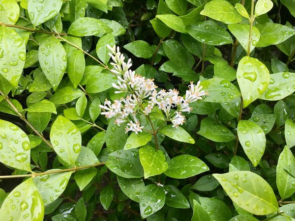 Golden Vicary Privet