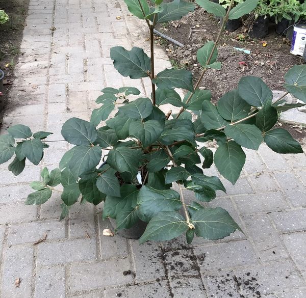 Fragrant Vibrunum ‘Carlcephalum’