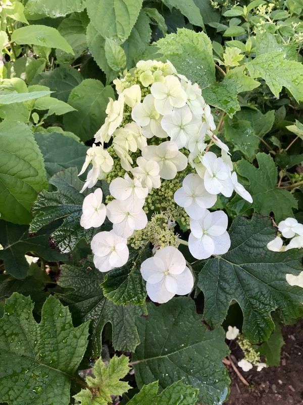 Ruby Slippers Oakleaf Hydrangea For sale