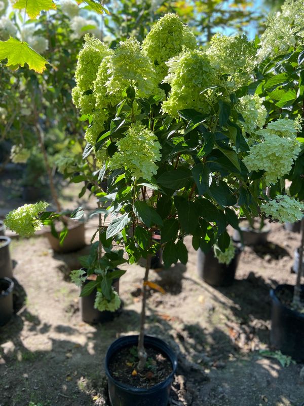 Magical Candle Hydrangea Std.