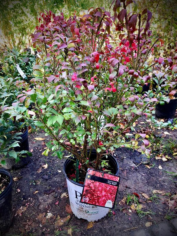 Compact ‘Fireball’ Burning Bush
