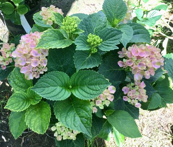 Everlasting Hydrangea: Garnet for sale