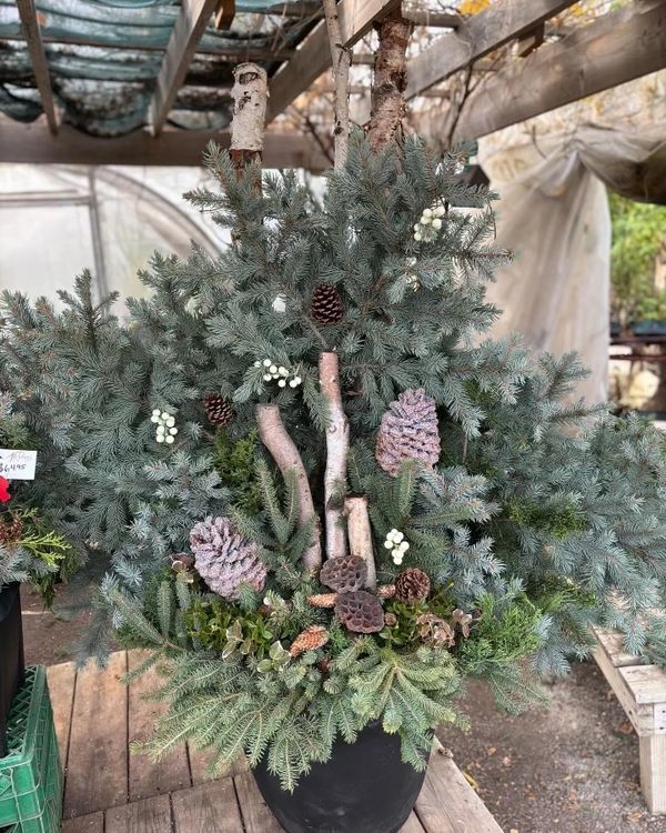 Winter Outdoor Christmas/Holiday Planter