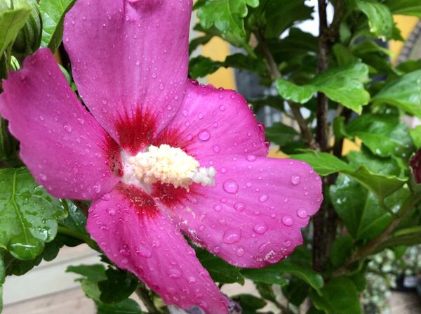 Rubis Rose of Sharon