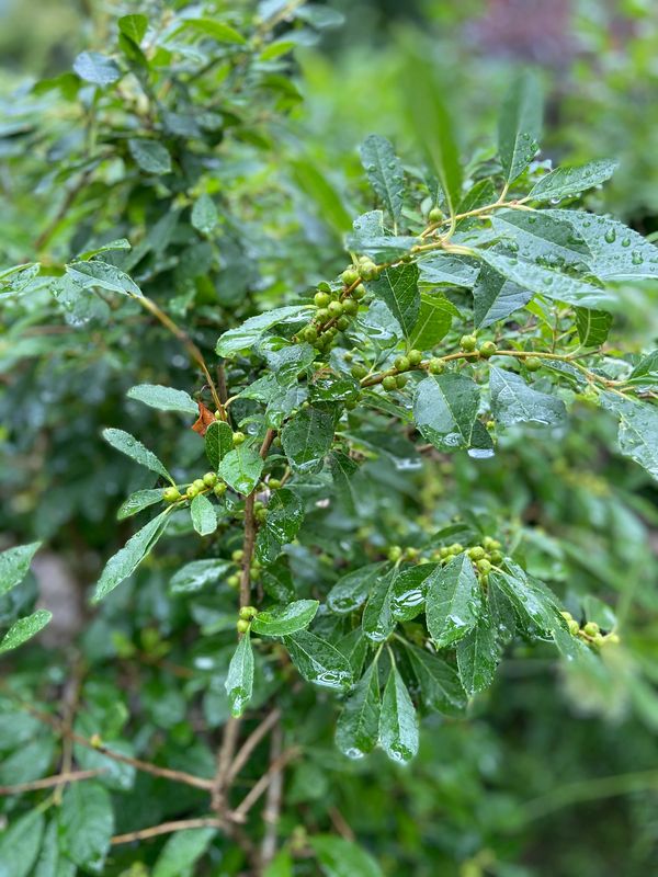 Winterberry