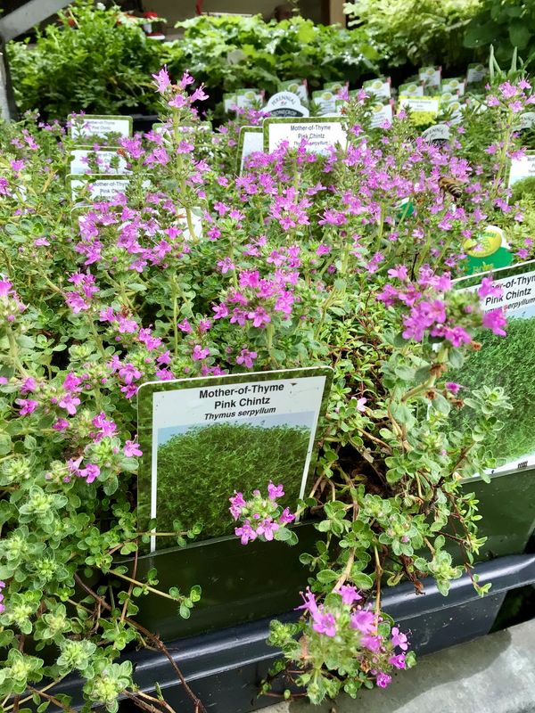 Mother of Thyme Pink