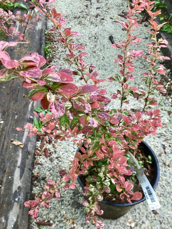 Rose Glow Japanese Barberry