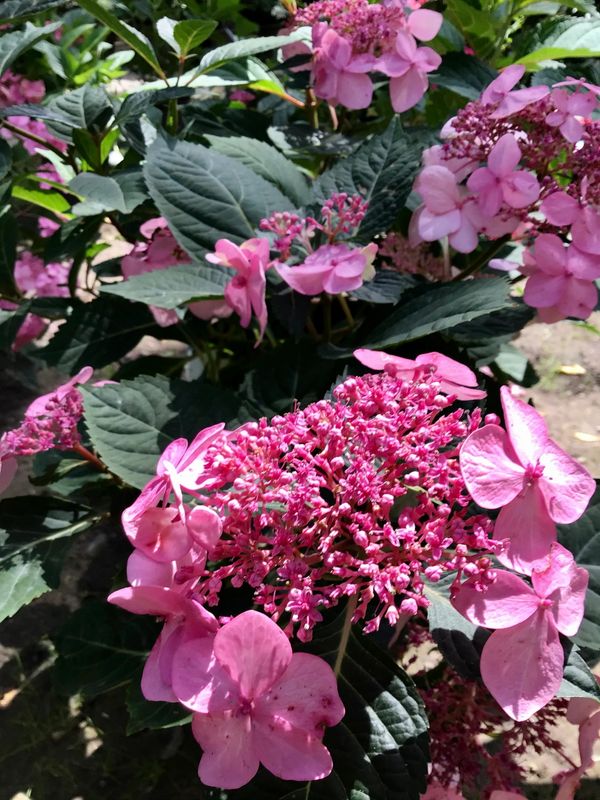 Twist-n-Shout Hydrangea