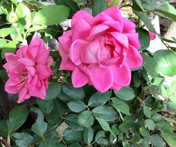 Pink Double Knockout Rose