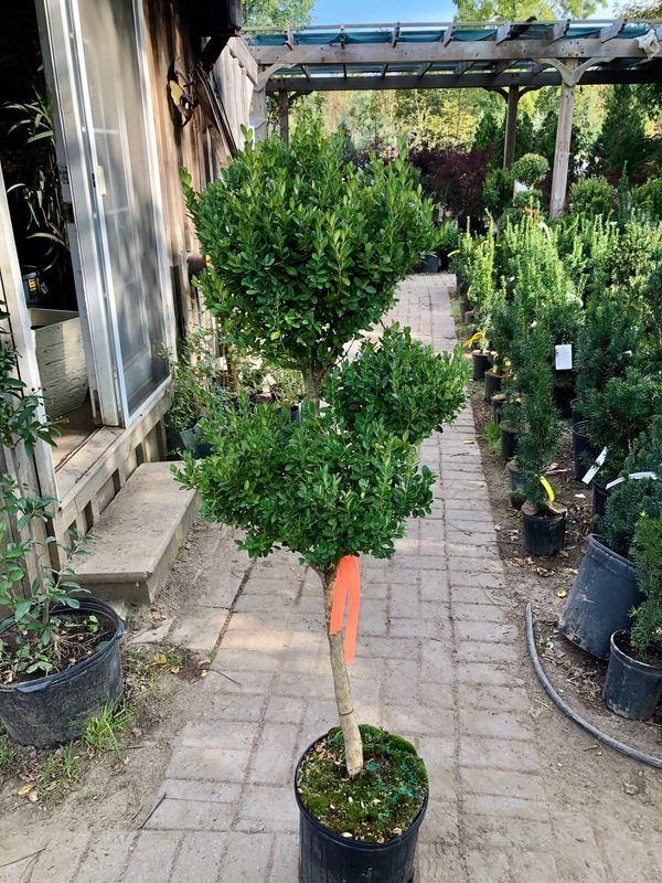 Pom Pom Boxwood