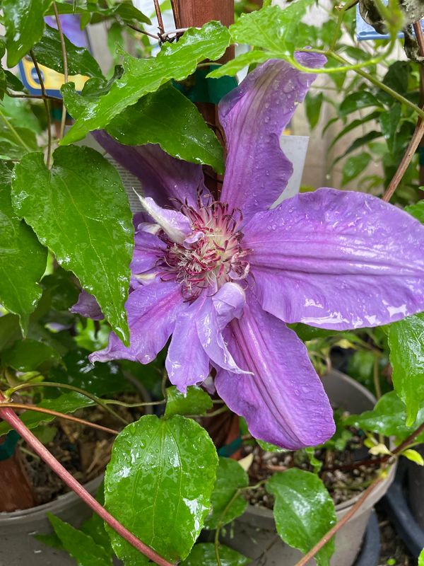 Bees Jubilee Clematis