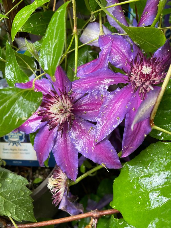 Starry Night Clematis
