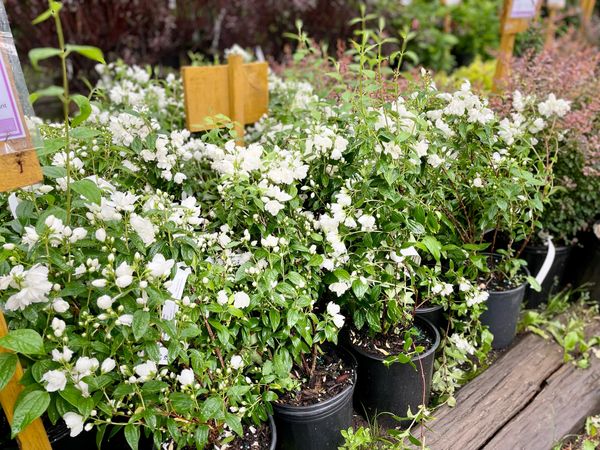 Mockorange Snowbelle