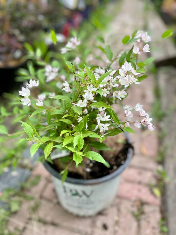 Yuki Cherry Blossom Deutzia