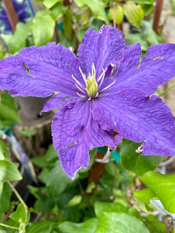 Rhapsody Clematis