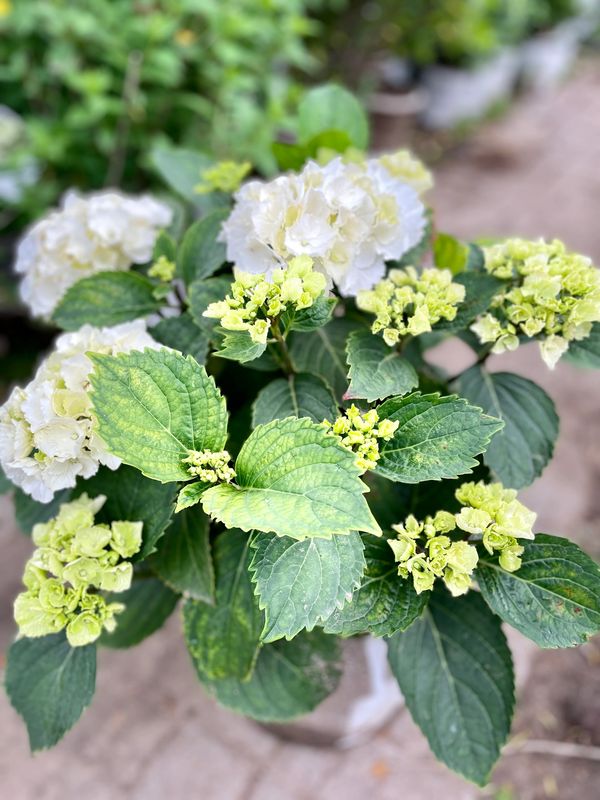 Galaxy White Hydrangea