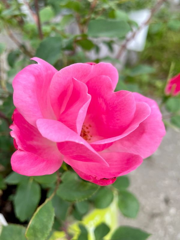 Pink Knock Out Rose