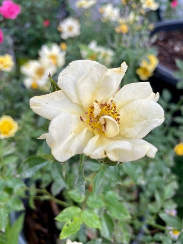 Lemon Drift Groundcover Rose