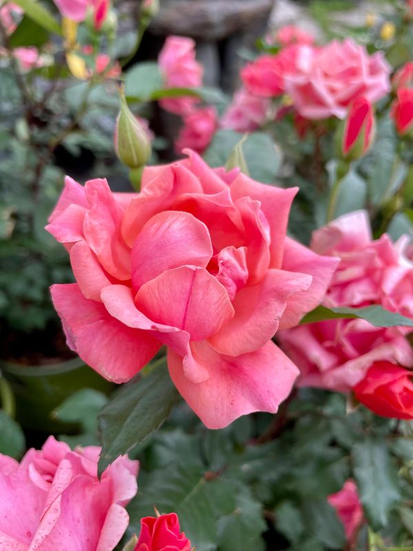 Coral Knock Out Rose