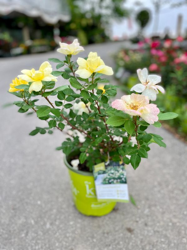 Sunny Knock Out Rose