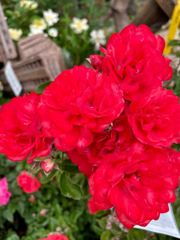 Coral Drift Groundcover Rose