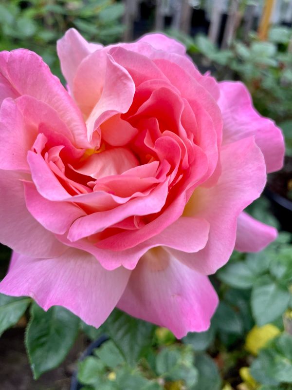 Chicago Peace Hybrid Tea Rose